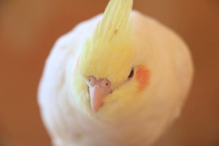 白いインコ