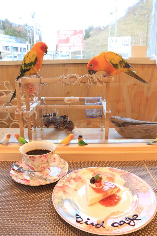 ２匹のインコと食事