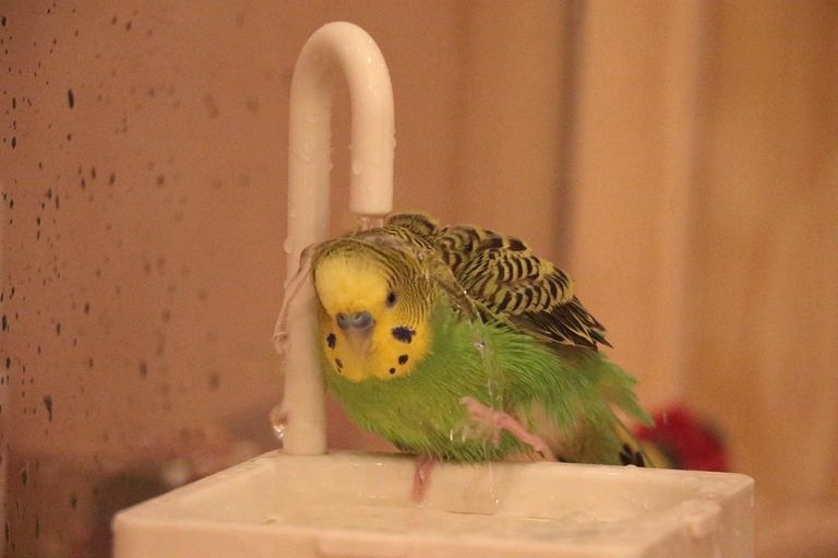 緑のインコ