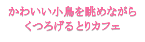 かわいい小鳥とふれあえる生駒市のとりカフェ