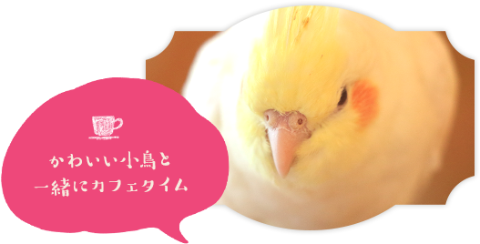 奈良県生駒市のとりカフェ Bird Cage バードケージ 小鳥にかこまれカフェタイム